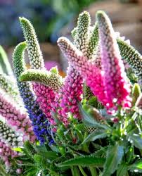Attēlu rezultāti vaicājumam “Veronica longifolia leaf”