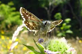 Attēlu rezultāti vaicājumam “Pyrgus alveus upperside”