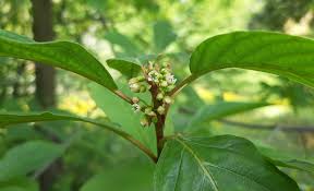 Attēlu rezultāti vaicājumam “Frangula alnus leaf”