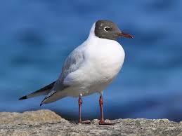 Image result for Chroicocephalus ridibundus