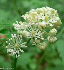 Attēlu rezultāti vaicājumam “Actaea spicata flower”