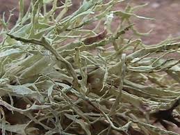 Attēlu rezultāti vaicājumam “Ramalina farinacea”