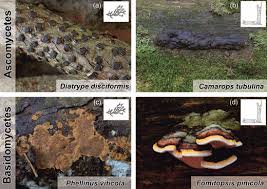 Attēlu rezultāti vaicājumam “Diatrype disciformis”