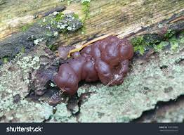 Attēlu rezultāti vaicājumam “Ascotremella faginea”