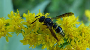Attēlu rezultāti vaicājumam “Ancistrocerus sp.”