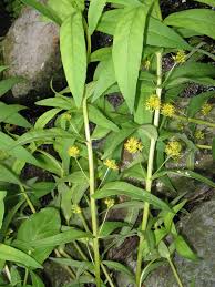 Attēlu rezultāti vaicājumam “Lysimachia thyrsiflora”