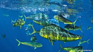 Image result for Coryphaena hippurus