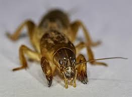 Attēlu rezultāti vaicājumam “Gryllotalpa gryllotalpa”