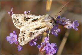 Attēlu rezultāti vaicājumam “Agrotis vestigialis”