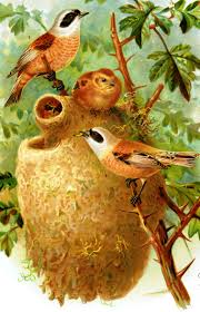 Attēlu rezultāti vaicājumam “Remiz pendulinus adult”