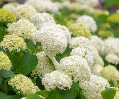 Attēlu rezultāti vaicājumam “Hydrangea arborescens subsp. discolor flower”