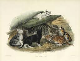 Attēlu rezultāti vaicājumam “Felis silvestris catus”