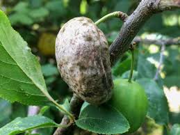 Attēlu rezultāti vaicājumam “Taphrina padi”