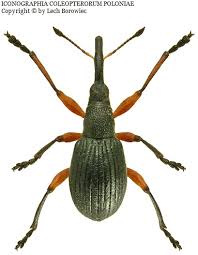 Attēlu rezultāti vaicājumam “Protapion sp.”