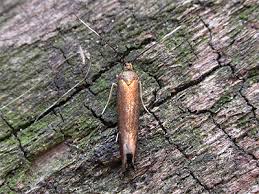 Attēlu rezultāti vaicājumam “Roeslerstammia erxlebella”