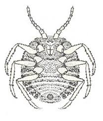 Attēlu rezultāti vaicājumam “Orthezia urticae”