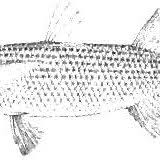 Image result for Liza aurata