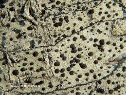 Attēlu rezultāti vaicājumam “Lecidella elaeochroma”