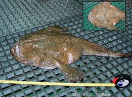 Image result for Lophius americanus