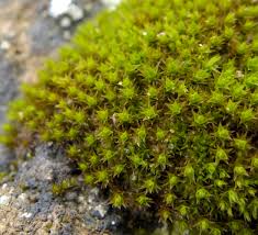 Attēlu rezultāti vaicājumam “Didymodon rigidulus”