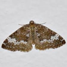 Attēlu rezultāti vaicājumam “Perizoma alchemilla”