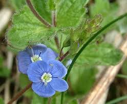 Image result for Veronica chamaedrys