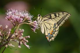 Attēlu rezultāti vaicājumam “Papilio machaon”