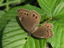 Attēlu rezultāti vaicājumam “Lopinga achine upperside”