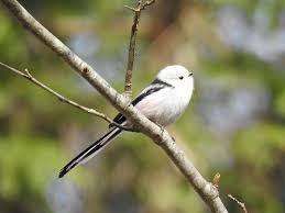 Attēlu rezultāti vaicājumam “Aegithalos caudatus”