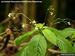 Attēlu rezultāti vaicājumam “Impatiens parviflora leaf”
