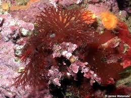 Attēlu rezultāti vaicājumam “Rhodophyta”