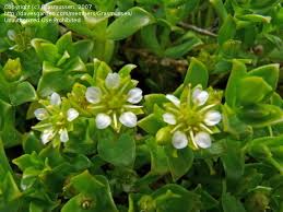 Attēlu rezultāti vaicājumam “Honckenya peploides flower”
