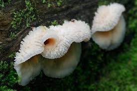 Attēlu rezultāti vaicājumam “Phlebia tremellosa”