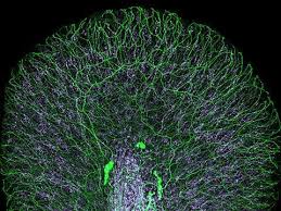 Attēlu rezultāti vaicājumam “Didymium clavus”