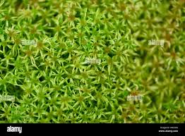 Attēlu rezultāti vaicājumam “Sphagnum fallax”