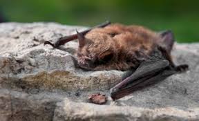 Attēlu rezultāti vaicājumam “Chiroptera”