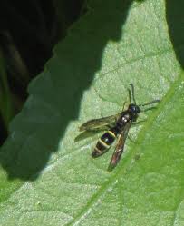 Attēlu rezultāti vaicājumam “Symmorphus sp.”