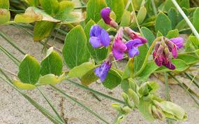 Attēlu rezultāti vaicājumam “Lathyrus japonicus subsp. maritimus flower”