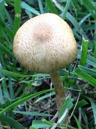 Attēlu rezultāti vaicājumam “Psathyrella lacrymabunda”