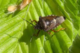 Attēlu rezultāti vaicājumam “Pinthaeus sanguinipes imago”