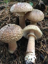Attēlu rezultāti vaicājumam “Amanita rubescens”