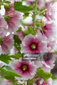 Image result for Alcea (althaea) rosea