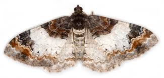 Attēlu rezultāti vaicājumam “Catarhoe cuculata”