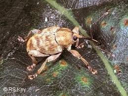 Attēlu rezultāti vaicājumam “Curculio venosus”