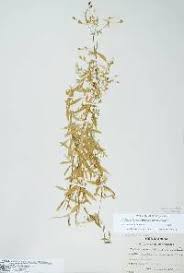 Attēlu rezultāti vaicājumam “Stellaria crassifolia leaf”