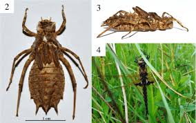 Attēlu rezultāti vaicājumam “Epitheca bimaculata”