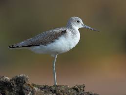 Attēlu rezultāti vaicājumam “Tringa nebularia”