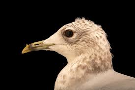 Attēlu rezultāti vaicājumam “Larus canus”