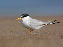 Attēlu rezultāti vaicājumam “Sternula albifrons”