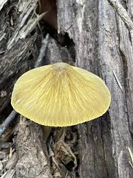 Attēlu rezultāti vaicājumam “Pluteus leoninus”